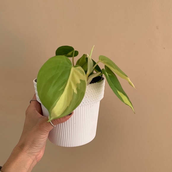 Meet your Posher, Amie - Picture 1 of 1